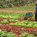 Governo federal prorroga prazo para agricultores familiares enviarem propostas ao PAA