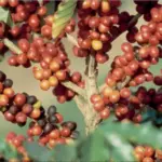 imagem de cafeeiro com close nos frutos