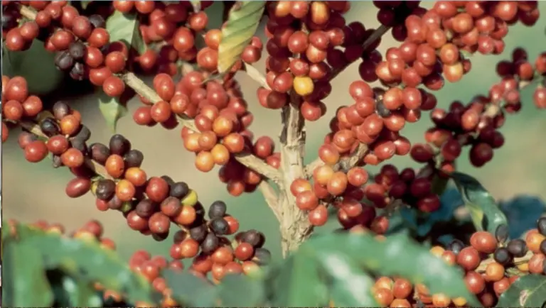 imagem de cafeeiro com close nos frutos