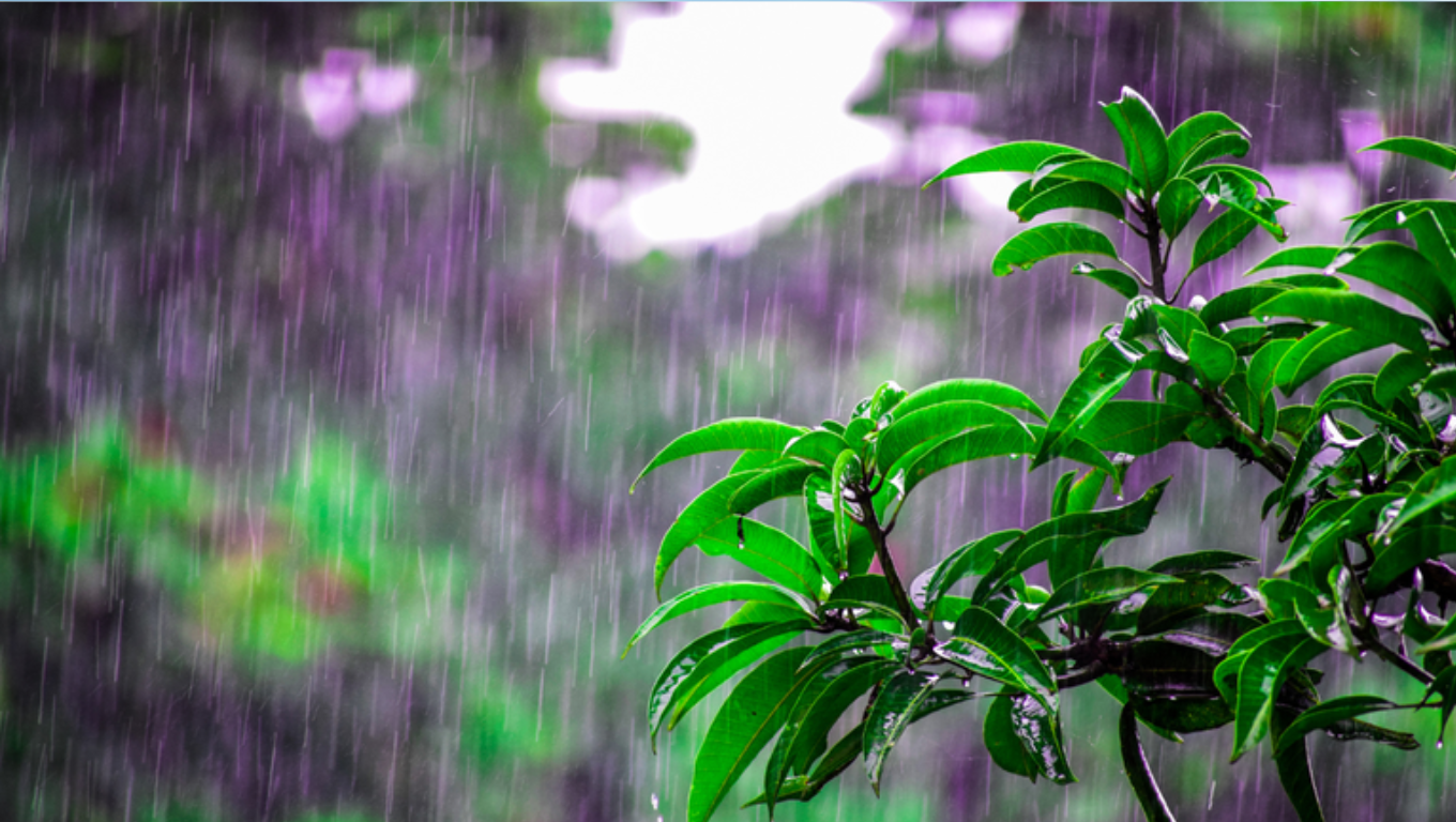 chuva em uma plantação