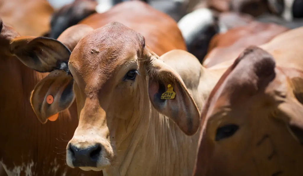 Preço do boi gordo segue estável em março, com mercado atento à oferta restrita de carne Preço do boi gordo segue estável em março, com mercado atento à oferta restrita de carne