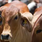 Preço do boi gordo segue estável em março, com mercado atento à oferta restrita de carne