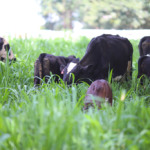 Minas Gerais atualiza regras para inspeção de produtos de origem animal