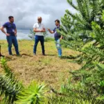 Pomar da araucarias enxertadas para a producao de pinhão em Santa Catarina.