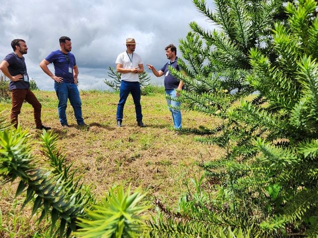 Pomar da araucarias enxertadas para a producao de pinhão em Santa Catarina.