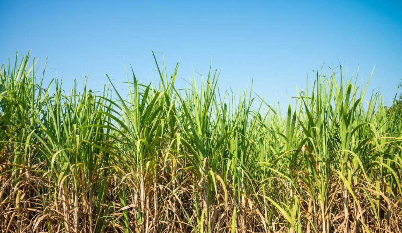 Canaviais do Centrol-Sul enfrentam baixas temperaturas e clima seco no início de julho