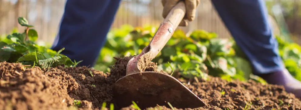 A imagem demonstra um produtor utilizando uma ferramenta agrícola durante o cultivo de alimentos
