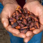 Agricultura familiar lidera produção de cacau na Bahia e impulsiona economia rural