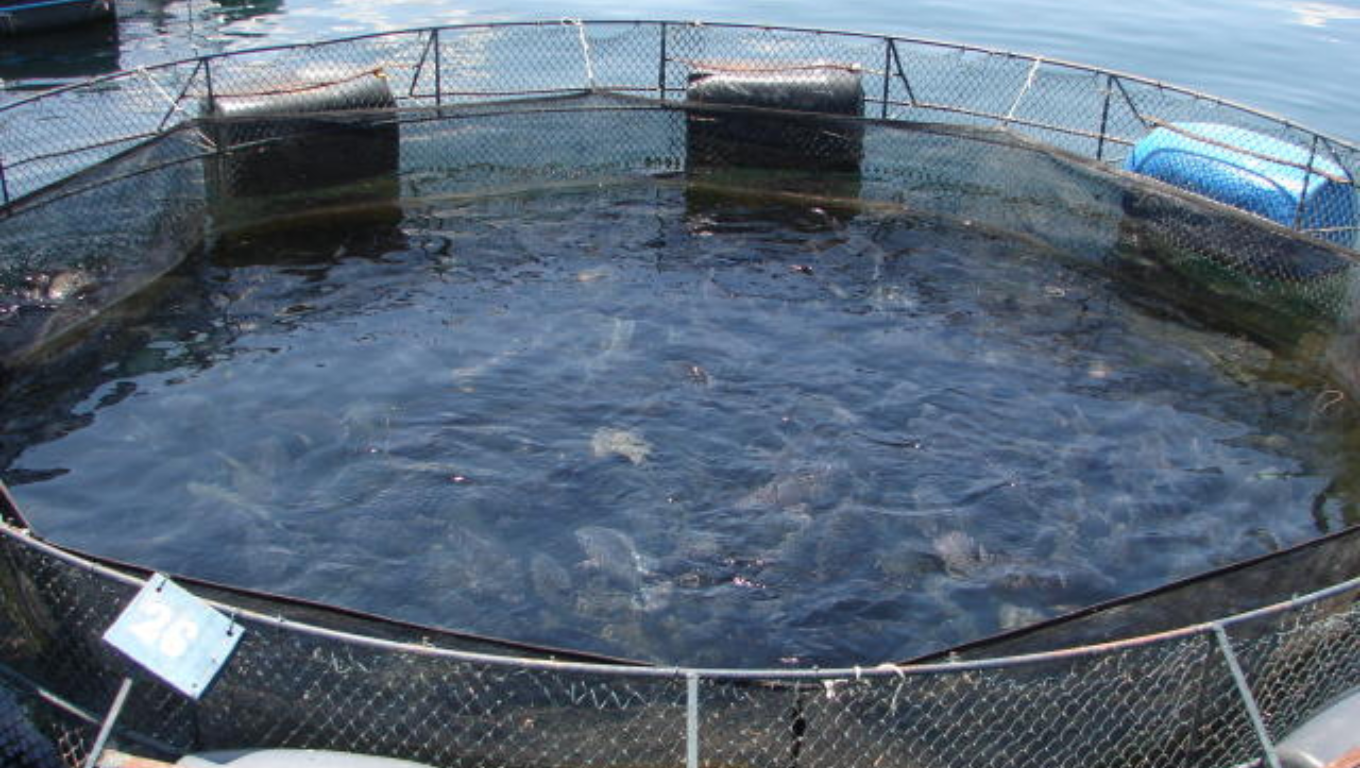 Foto de um tanque, onde são criados pescados