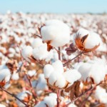 Produção goiana de algodão atinge competitividade em nível global