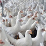 Inscrições para a 5 ª edição da Conbrasul estão abertas 