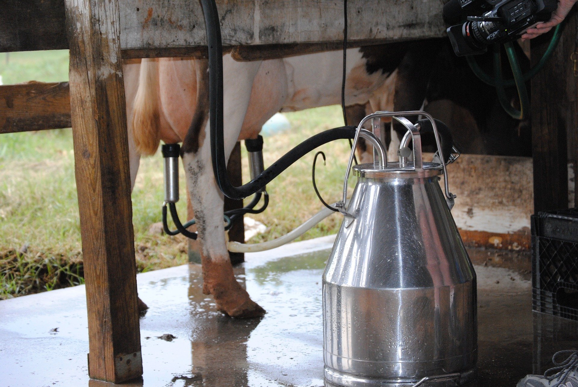 Nova tecnologia usa inteligência artificial para detectar claudicação em vacas leiteiras de forma precoce