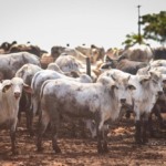 Pilares institucionais endereçam uma pecuária cada vez mais sustentável