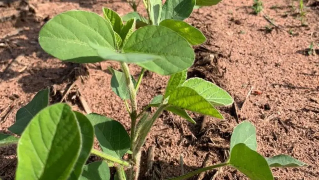 Estudo avalia viabilidade do cultivo de soja precoce em solo arenoso Estudo avalia viabilidade do cultivo de soja precoce em solo arenoso