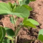 Estudo avalia viabilidade do cultivo de soja precoce em solo arenoso