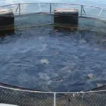Foto de um tanque, onde são criados pescados
