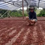 agricultora segurando sementes de cacau