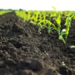 Biodefensivos se tornam solução para enfrentamento de pragas
