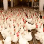 MAPA publica portaria que suspende eventos de aves ao ar livre