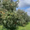 Emater-MG apoia a produção de caqui em Turvolândia (MG)
