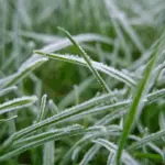 Expectativa é de que o frio seja mais intenso do que o passado, embora a chance de geada sejam baixas.