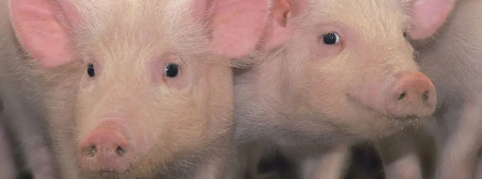 A imagem apresenta dois porcos utilizados no desenvolvimento de soluções tecnológicas do Hub MG do Agro