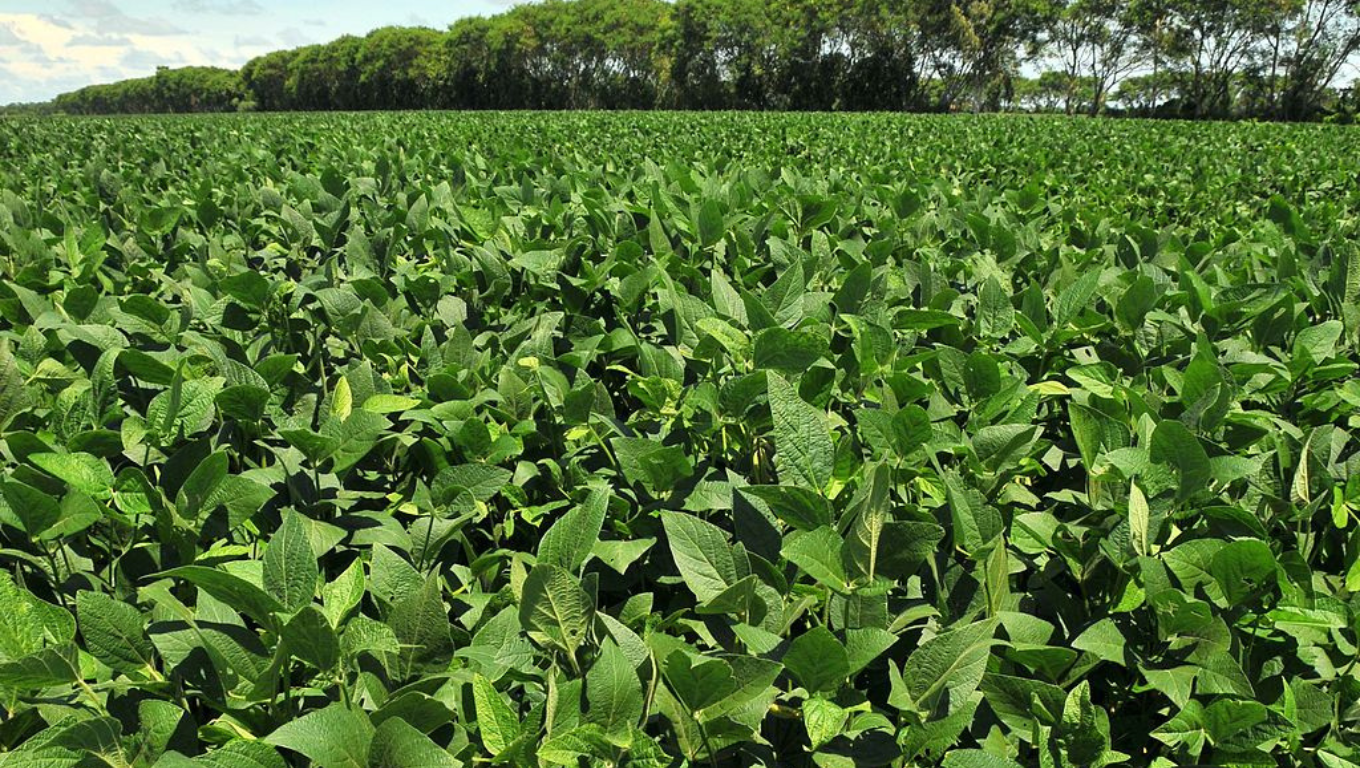 Preços da soja para essa semana segundo levantamento da DATAGRO Grãos