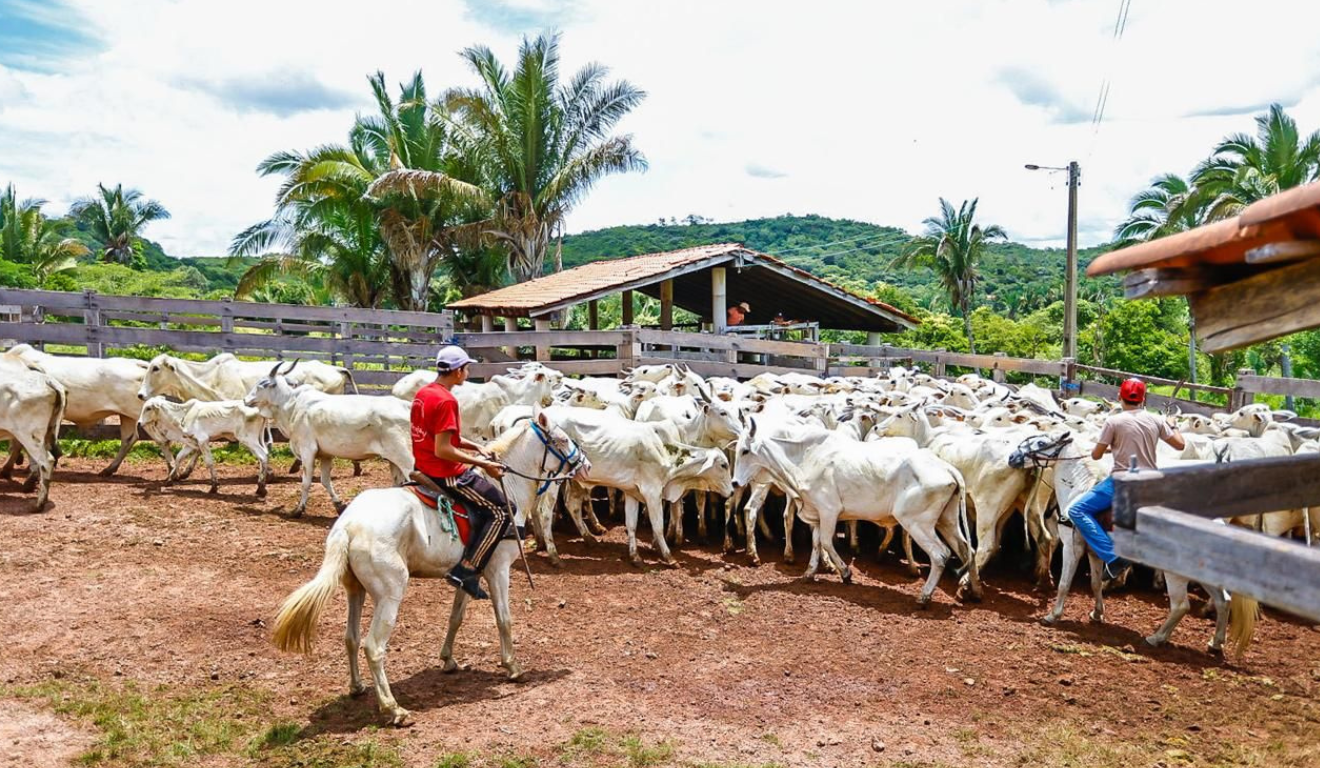 Imagem representa o Programa Piauí + Genética que leva tecnologia genética, capacitação e assistência técnica para criadores de gado no estado