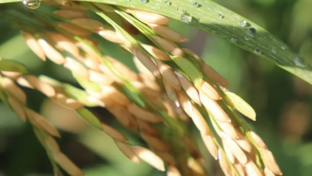Uso de IA inova maneira de analisar a qualidade do arroz Uso de IA inova maneira de analisar a qualidade do arroz