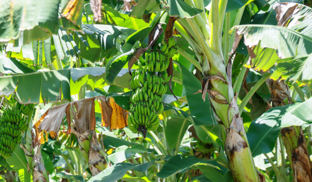 Sigatoka Negra ameaça produção de banana em Sergipe