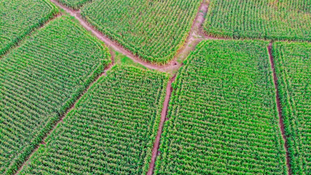 Plantio do milho de inverno se encontra praticamente encerrado no Brasil Plantio do milho de inverno se encontra praticamente encerrado no Brasil
