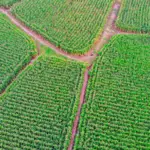 Plantio do milho de inverno se encontra praticamente encerrado no Brasil