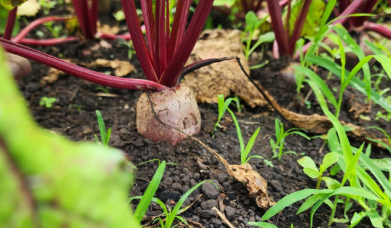 O documento propõe a utilização de recursos já existentes nas propriedades rurais. Desse modo, palha, cascas de frutas e legumes, esterco de curral são materiais que podem se tornar composto orgânico.