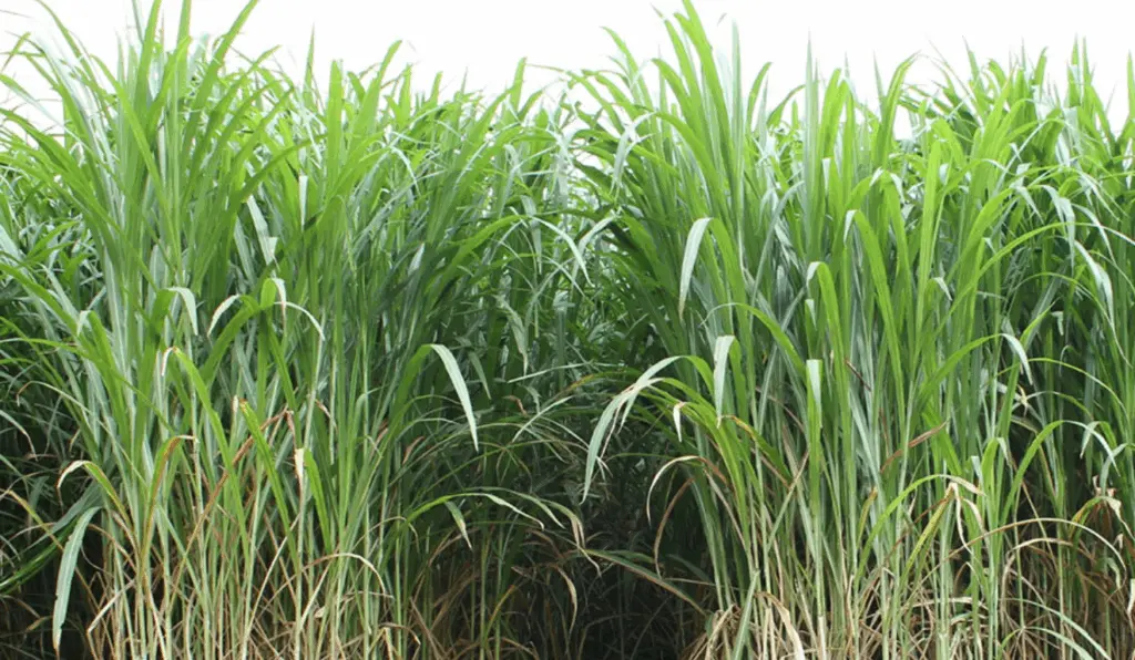Capim-elefante da Embrapa se consolida como opção viável para produção de energia renovável alternativa para biocombustíveis