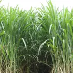 Capim-elefante da Embrapa se consolida como op&ccedil;&atilde;o vi&aacute;vel para produ&ccedil;&atilde;o de energia renov&aacute;vel alternativa para biocombust&iacute;veis