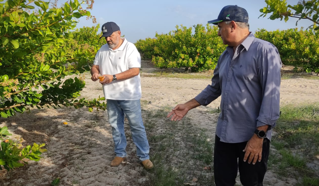 A imagem contém produção onde o projeto agroecológico será promovido