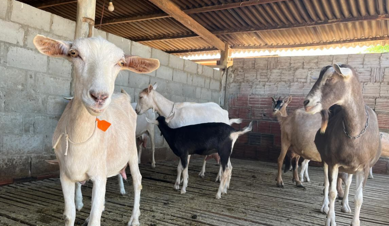 A Embrapa Semiárido, com sede em Petrolina (PE), está promovendo avanços na caprinocultura no Semiárido por meio do projeto “Eólicas de Casa Nova”.
