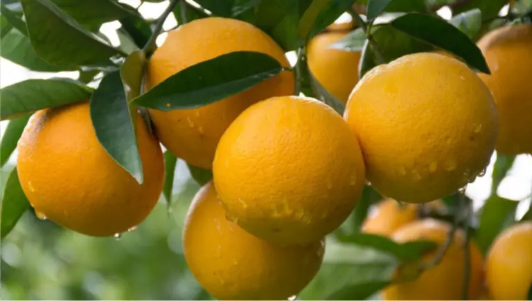 Produção de laranja no cinturão citrícola de São Paulo e Triângulo Mineiro caiu 25% na safra 2024/25