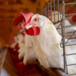 Decreto prorroga emergência zoossanitária para gripe aviária no Brasil