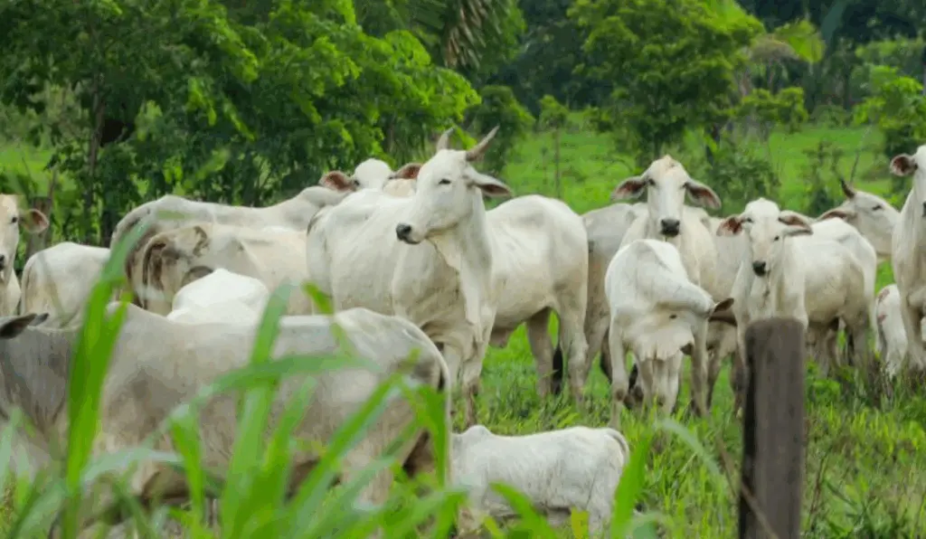 A foto ilustra como o Pará finaliza vacinação de febre aftuosa