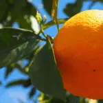 Preço da laranja para indústria recua com queda nas exportações