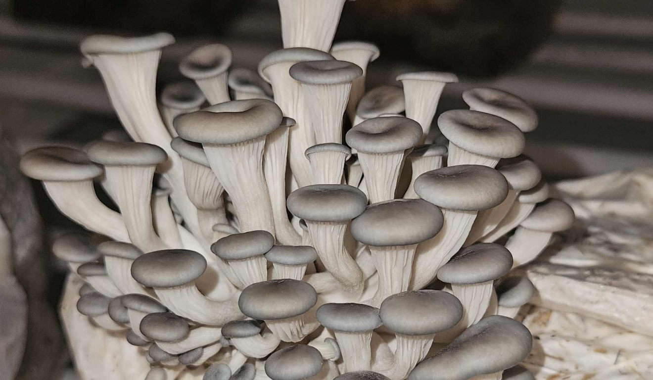 Foto demonstrativa para os estudos da Embrapa sobre cogumelos comestíveis e medicinais