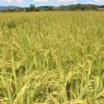 Cultivo sustentável de arroz é liderado pela Empresa de Pesquisa Agropecuária de Minas Gerais