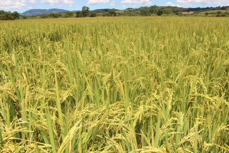 Cultivo sustentável de arroz é liderado pela Empresa de Pesquisa Agropecuária de Minas Gerais