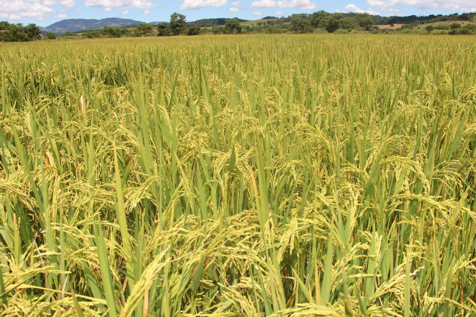 Expectativa de aumento nas exportações impulsionaram cotações do arroz no final de junho