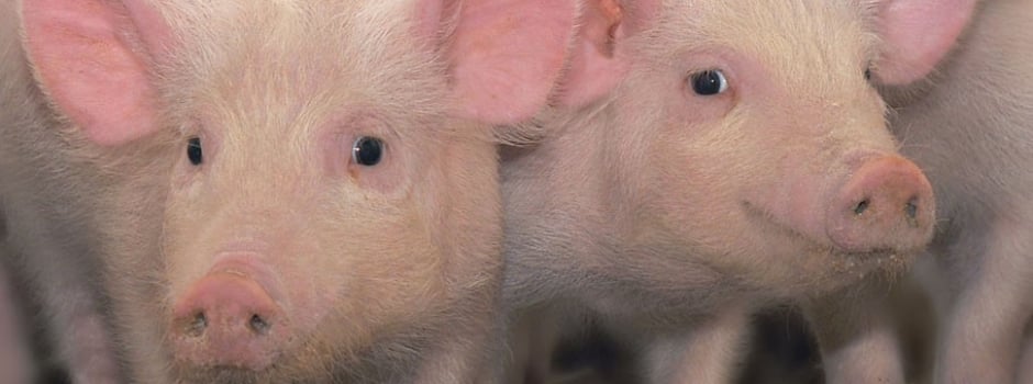 A imagem apresenta dois porcos utilizados no desenvolvimento de soluções tecnológicas do Hub MG do Agro