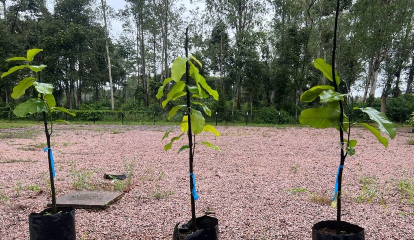 Seagri também desenvolve o projeto Refloresta Castanha: Garantindo o Futuro da Castanha-do-Brasil no Acre, que prevê o plantio de castanheiras em áreas degradadas e clareiras de floresta