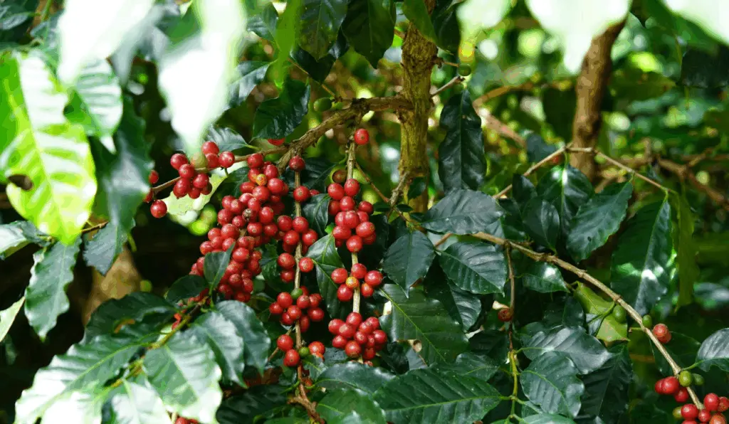 Imagem ilustra a colheita de café conilon no Espírito Santo Imagem ilustra a colheita de café conilon no Espírito Santo