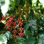 Imagem ilustra a colheita de café conilon no Espírito Santo