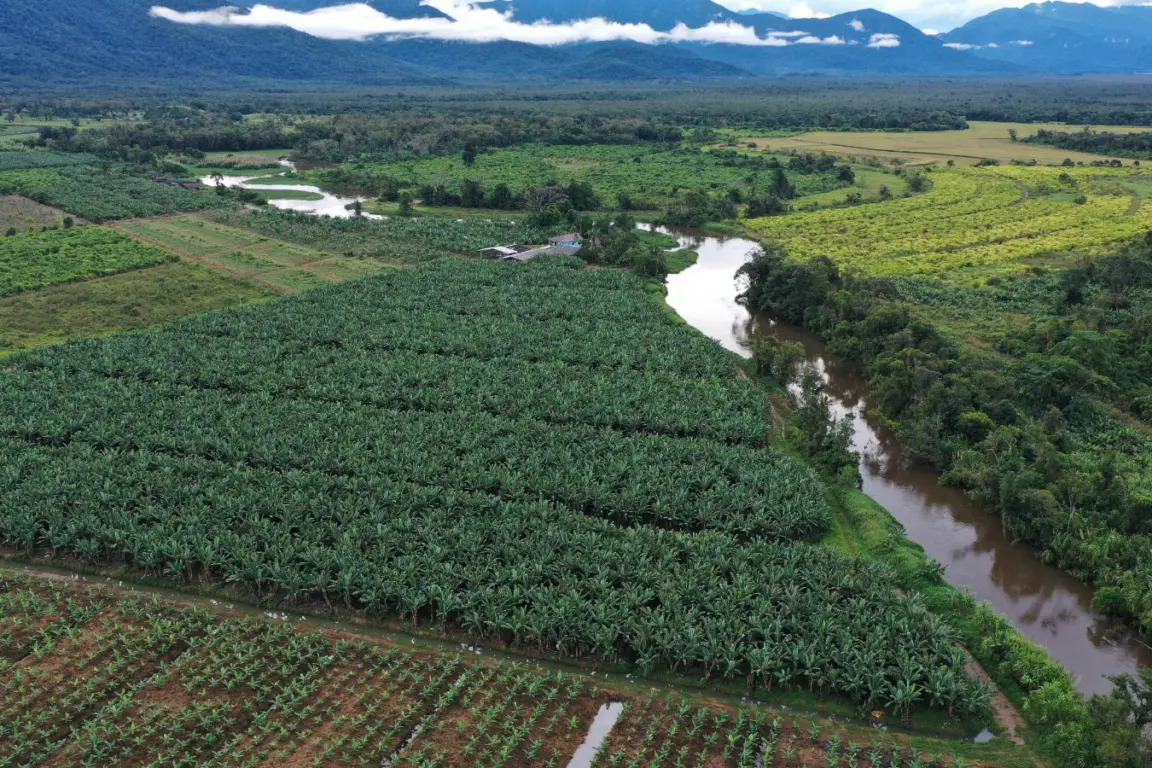 Paraná amplia vigilância contra pragas na bananicultura com drones Paraná amplia vigilância contra pragas na bananicultura com drones